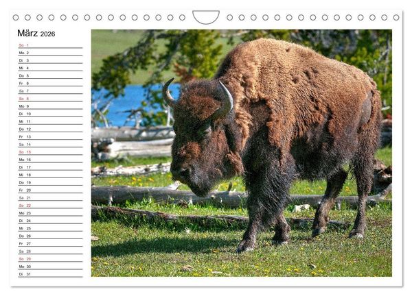 Produktbild: Der nordamerikanische Bison (Wandkalender 2026 DIN A4 quer), CALVENDO Monatskalender