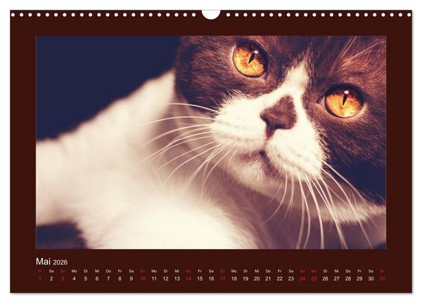 Produktbild: Britisch Kurzhaar Katzen - Poesie f&uuml;rs Auge (Wandkalender 2026 DIN A3 quer), CALVENDO Monatskalender