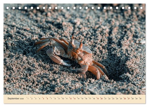 Produktbild: Musandam - Die omanische Exklave im geheimnisvollen Orient (Tischkalender 2026 DIN A5 quer), CALVENDO Monatskalender