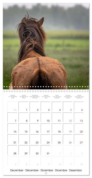 Produktbild: Charming Icelandic Horses (Wall Calendar 2026 12 &times; 12 Inch) CALVENDO 12 Month Wall Calendar