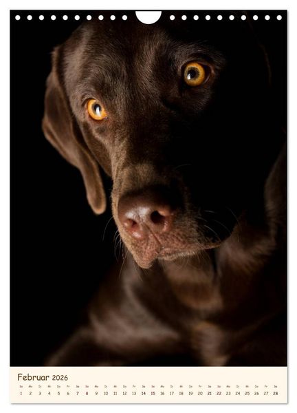 Produktbild: Labrador Retriever (Wandkalender 2026 DIN A4 hoch), CALVENDO Monatskalender