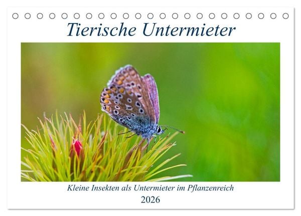 Produktbild: Tierische Untermieter (Tischkalender 2026 DIN A5 quer), CALVENDO Monatskalender