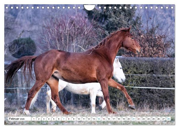 Produktbild: Durch das Jahr mit der Trakehner-Stute Fleur (Wandkalender 2026 DIN A4 quer), CALVENDO Monatskalender