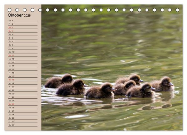 Produktbild: G&auml;nse und Enten. Schnattern, watscheln, quaken! (Tischkalender 2026 DIN A5 quer), CALVENDO Monatskalender