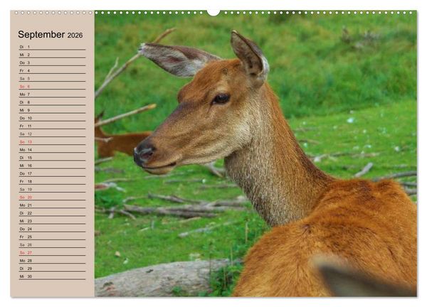 Produktbild: Rotwild. Edle Hirsche, stolze K&uuml;he (hochwertiger Premium Wandkalender 2026 DIN A2 quer), Kunstdruck in Hochglanz