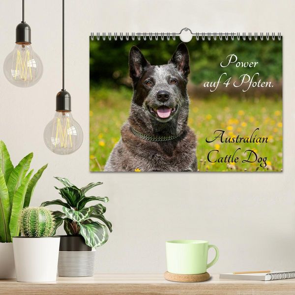 Produktbild: Power auf 4 Pfoten. Australian Cattle Dog (Wandkalender 2026 DIN A4 quer), CALVENDO Monatskalender