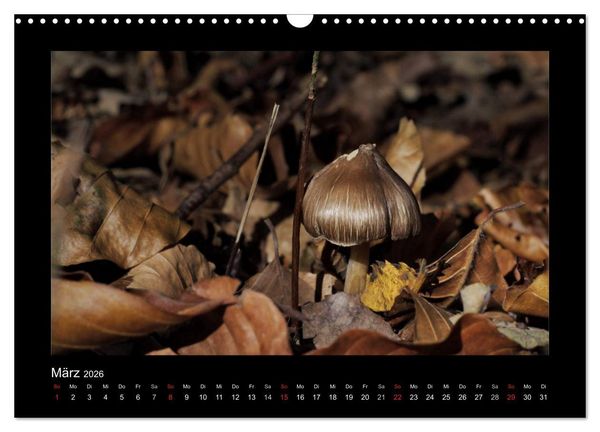Produktbild: Pilze (Wandkalender 2026 DIN A3 quer), CALVENDO Monatskalender