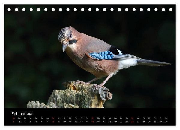 Produktbild: Eichelh&auml;her der Waldpolizist (Tischkalender 2026 DIN A5 quer), CALVENDO Monatskalender