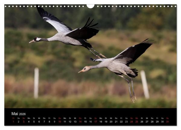 Produktbild: Kraniche (Wandkalender 2026 DIN A3 quer), CALVENDO Monatskalender