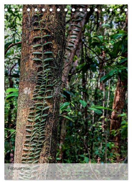 Produktbild: BORNEO Bedrohtes Paradies (Tischkalender 2026 DIN A5 hoch), CALVENDO Monatskalender