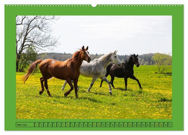 Produktbild: Pferde, das gr&ouml;&szlig;te Gl&uuml;ck auf dieser Erde (hochwertiger Premium Wandkalender 2026 DIN A2 quer), Kunstdruck in Hochglanz