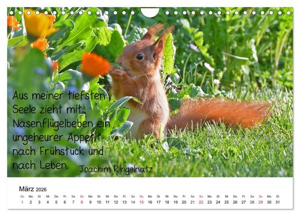 Produktbild: Der literarische Eichh&ouml;rnchen-Kalender (Wandkalender 2026 DIN A4 quer), CALVENDO Monatskalender