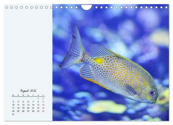 Produktbild: Salzwasseraquarium. Meeresfische im heimischen Wohnzimmer (Wandkalender 2026 DIN A4 quer), CALVENDO Monatskalender