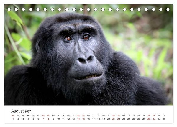 Produktbild: UGANDA - Berggorillas & Chimps (Tischkalender 2027 DIN A5 quer), CALVENDO Monatskalender
