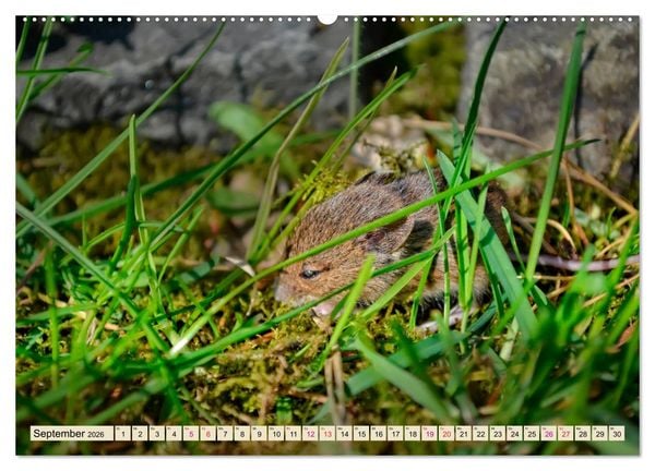 Produktbild: Kleiner Nager - Maus (hochwertiger Premium Wandkalender 2026 DIN A2 quer), Kunstdruck in Hochglanz