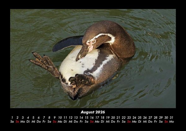 Produktbild: Pinguine & Eisb&auml;ren 2026 Fotokalender DIN A3