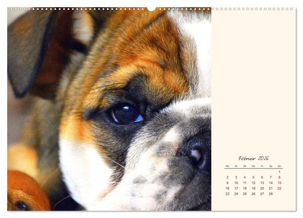 Produktbild: Dicke Freunde. Englische Bulldoggen (Wandkalender 2026 DIN A2 quer), CALVENDO Monatskalender