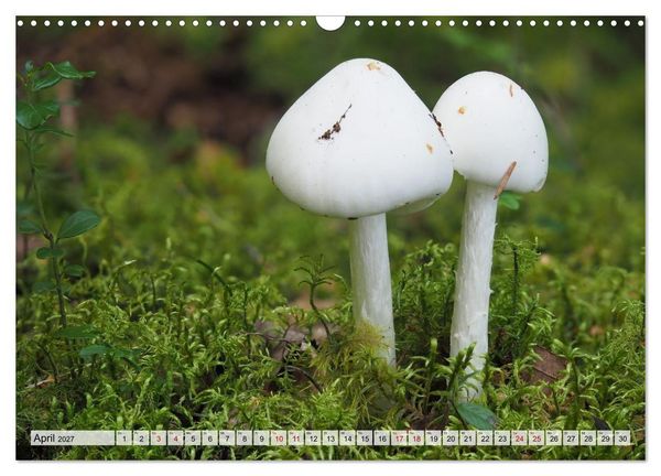 Produktbild: Sch&ouml;n, aber giftig. Giftpilze, die Sammler kennen sollten. (Wandkalender 2027 DIN A3 quer), CALVENDO Monatskalender