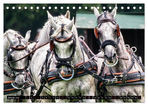 Produktbild: Fahrpferde in Aktion (Tischkalender 2026 DIN A5 quer), CALVENDO Monatskalender