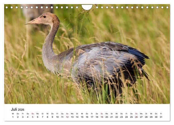 Produktbild: Kraniche im Erzgebirge (Wandkalender 2026 DIN A4 quer), CALVENDO Monatskalender