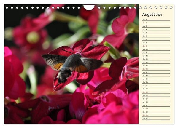 Produktbild: Faszinierende Taubenschw&auml;nzchen (Wandkalender 2026 DIN A4 quer), CALVENDO Monatskalender