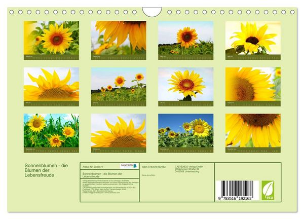 Produktbild: Sonnenblumen - die Blumen der Lebensfreude (Wandkalender 2026 DIN A4 quer), CALVENDO Monatskalender