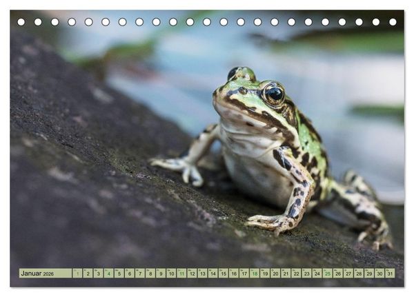 Produktbild: Fr&ouml;hliche Fr&ouml;sche (Tischkalender 2026 DIN A5 quer), CALVENDO Monatskalender