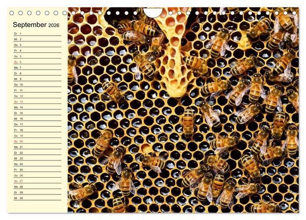 Produktbild: Flei&szlig;ige Bienen. Von der Bl&uuml;te bis zum Honig (Wandkalender 2026 DIN A4 quer), CALVENDO Monatskalender