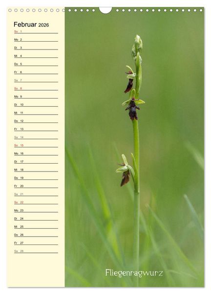 Produktbild: Wildwachsende Orchideen in Bayern (Wandkalender 2026 DIN A3 hoch), CALVENDO Monatskalender