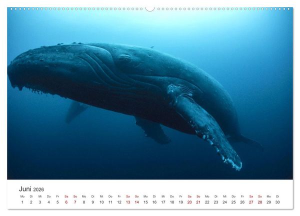 Produktbild: Tiefsee - Ein Abenteuer ins Unbekannte. (hochwertiger Premium Wandkalender 2026 DIN A2 quer), Kunstdruck in Hochglanz