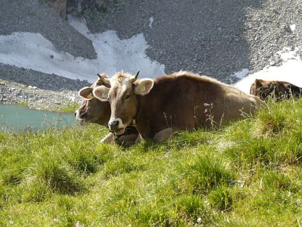 Produktbild: CALVENDO Puzzle Tiroler Braunvieh wiederk&auml;uend auf der Alm | 1000 Teile Lege-Gr&ouml;&szlig;e 64x48cm Foto-Puzzle f&uuml;r gl&uuml;ckliche Stunden