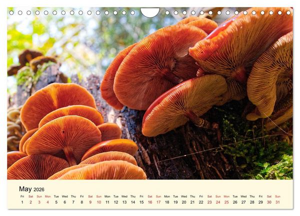 Produktbild: Whispers Beneath the Forest's Moss Mushrooms (Wall Calendar 2026 DIN A4 landscape), CALVENDO 12 Month Wall Calendar