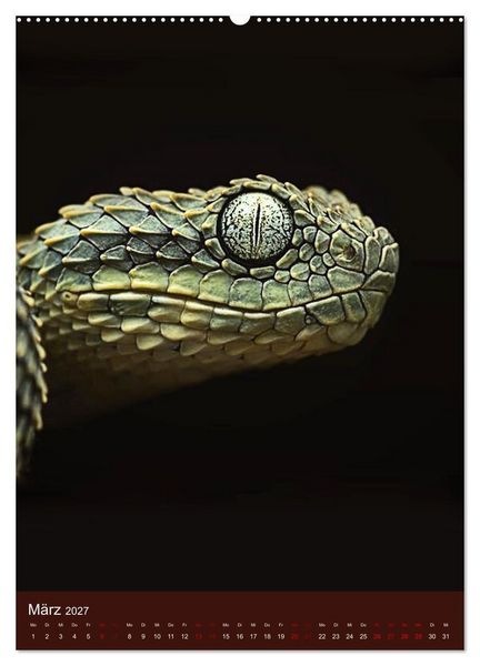 Produktbild: The Power Of Snake (Wandkalender 2027 DIN A2 hoch), CALVENDO Monatskalender