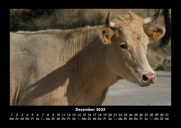 Produktbild: Kuhkalender 2025 Fotokalender DIN A3