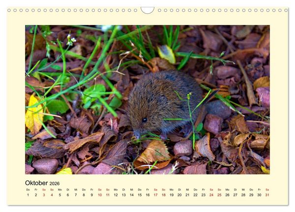 Produktbild: Wild, aber knuffig! (Wandkalender 2026 DIN A3 quer), CALVENDO Monatskalender