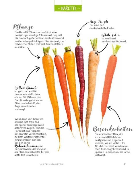Regrowing – Neue Triebe aus Obst- und Gemüseresten