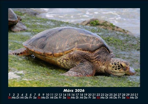 Produktbild: Schildkr&ouml;tenzauber 2026 Fotokalender DIN A5