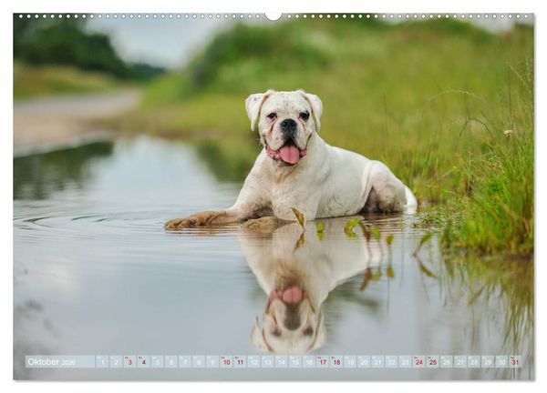 Produktbild: Gut - besser - Boxer (Wandkalender 2026 DIN A2 quer), CALVENDO Monatskalender