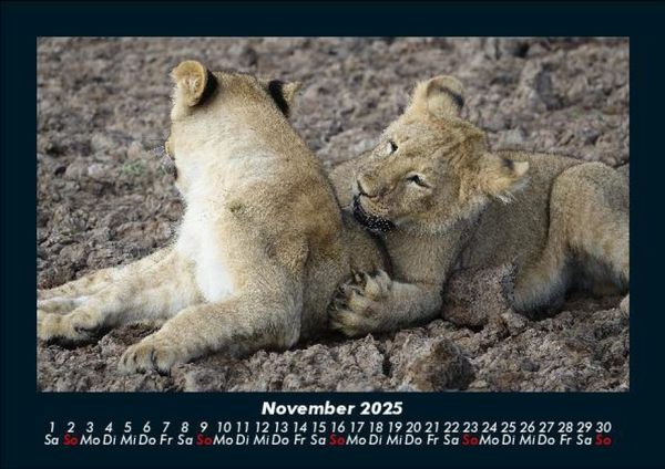 Produktbild: L&ouml;wen in der Wildnis 2025 Fotokalender DIN A5