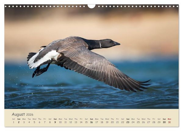 Produktbild: Wild encounters &ndash; Moments in the heart of nature (Wall Calendar 2026 DIN A3 landscape), CALVENDO 12 Month Wall Calendar