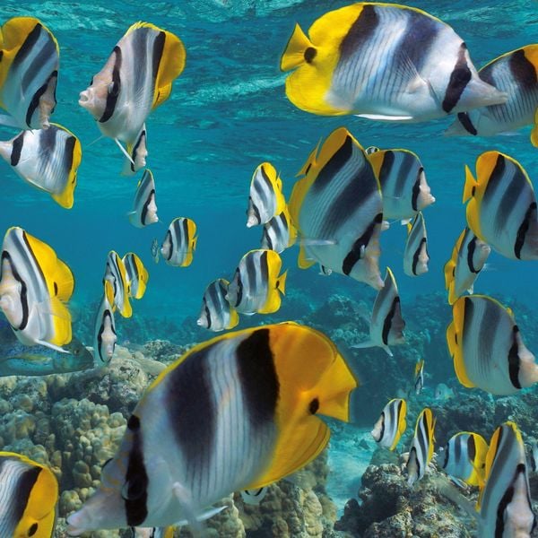 Produktbild: Meerestiere / Sea Creatures 2027