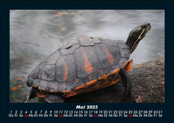 Produktbild: Schildkr&ouml;tenzauber 2025 Fotokalender DIN A5