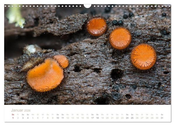 Produktbild: FASZINATION PILZE 2026 (Wandkalender 2026 DIN A3 quer), CALVENDO Monatskalender