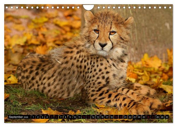 Produktbild: GROSSKATZEN GANZ KLEIN (Wandkalender 2026 DIN A4 quer), CALVENDO Monatskalender