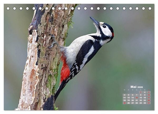 Produktbild: Echte Spechte (Tischkalender 2026 DIN A5 quer), CALVENDO Monatskalender