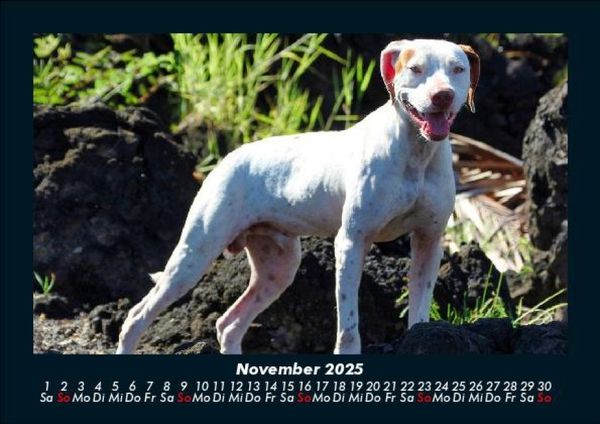 Produktbild: Hundezauber 2025 Fotokalender DIN A5