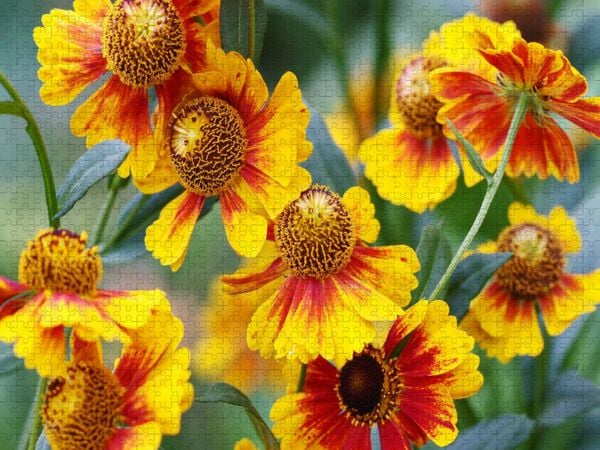 Produktbild: CALVENDO Puzzle Sonnenbraut Helenium | 2000 Teile Lege-Gr&ouml;&szlig;e 90x67cm Foto-Puzzle f&uuml;r gl&uuml;ckliche Stunden