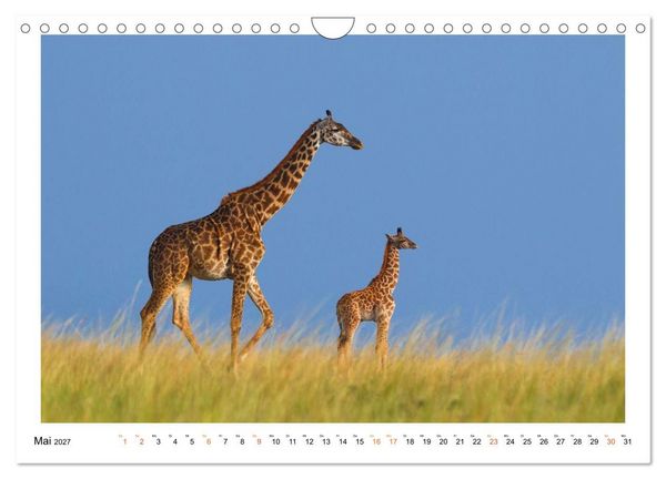 Produktbild: Afrika Wildlife-Fotografien (Wandkalender 2027 DIN A4 quer), CALVENDO Monatskalender