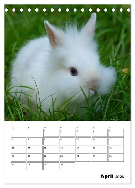 Produktbild: Kaninchen Terminplaner (Tischkalender 2026 DIN A5 hoch), CALVENDO Monatskalender
