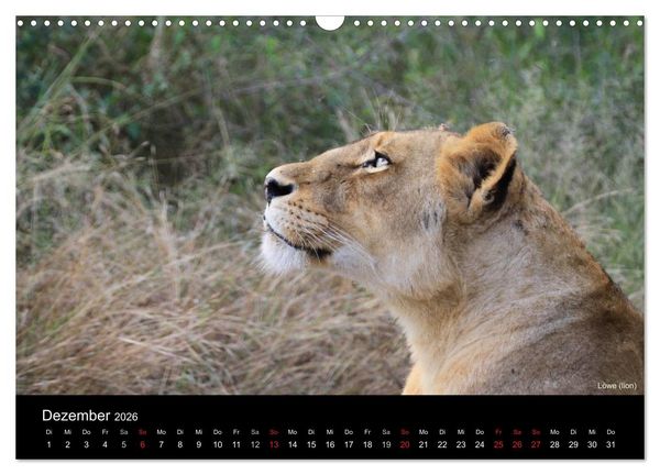 Produktbild: Raubkatzen (Wandkalender 2026 DIN A3 quer), CALVENDO Monatskalender